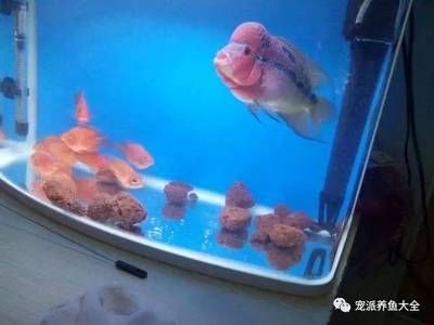 觀賞魚羅漢繁殖方法（熱帶魚繁殖的全球趨勢） 黃金達(dá)摩魚 第3張