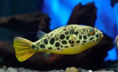 好養(yǎng)活的淡水觀賞魚（淡水觀賞魚與水族生態(tài)平衡觀賞魚的養(yǎng)護(hù)技巧養(yǎng)護(hù)技巧） 定時(shí)器/自控系統(tǒng) 第4張