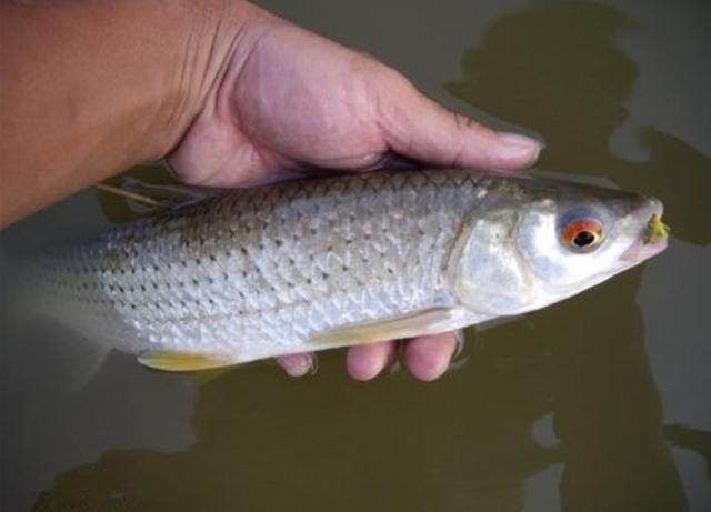 紅眼是什么魚（關(guān)于紅眼魚的一些詳細(xì)信息） 白子銀龍魚苗 第2張