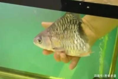 觀賞魚鹽的作用與功效（水族專用鹽的選擇與應(yīng)用） 水溫計(jì) 第1張