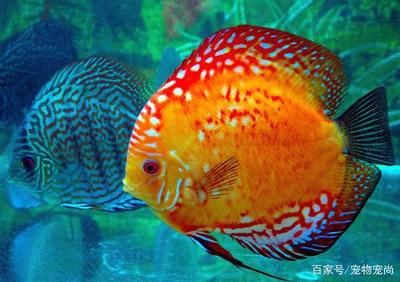 翡翠魚觀賞魚生長條件（翡翠魚的起源與分布） 其它水族用具設(shè)備 第3張