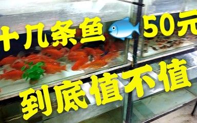 觀賞魚從哪買（觀賞魚養(yǎng)護(hù)秘籍） 球鯊魚 第1張