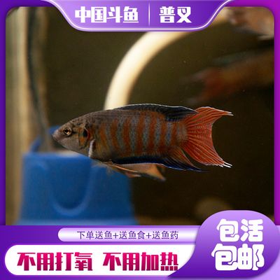 淡水 觀賞魚(yú)（淡水觀賞魚(yú)的種類） 黑水素 第1張