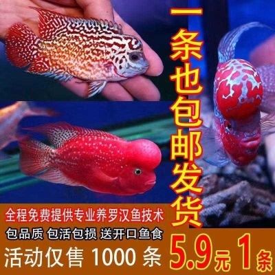 淡水 觀賞魚(yú)（淡水觀賞魚(yú)的種類） 黑水素 第2張