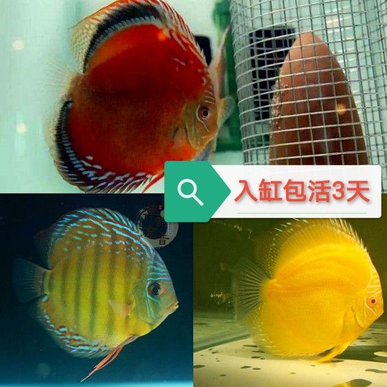 淡水 觀賞魚(yú)（淡水觀賞魚(yú)的種類） 黑水素 第3張