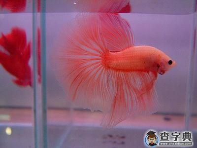 風(fēng)水魚有哪些（如何挑選風(fēng)水魚）