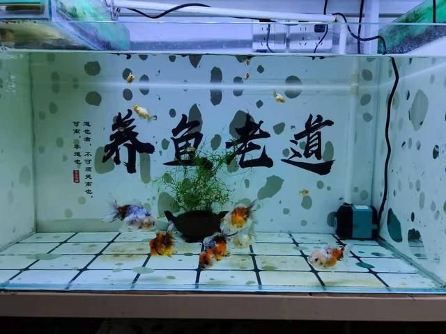 觀賞魚養(yǎng)幾條好養(yǎng)魚老道（養(yǎng)觀賞魚的條數(shù)可以根據(jù)魚缸大小和魚的大小來決定） 一眉道人魚苗 第4張