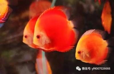 好看的熱帶觀賞魚排行榜前十名（好看的熱帶觀賞魚排行榜） 三間鼠魚 第3張