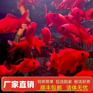 紅魚 觀賞魚（紅魚的種類及種類介紹） 其他寵物 第1張