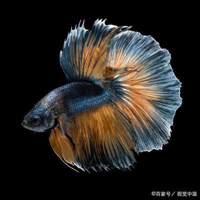 觀賞魚什么魚最貴（世界上最昂貴的觀賞魚） 黃金夢(mèng)幻雷龍魚 第4張