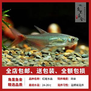 觀賞魚店起名字（如何為觀賞魚店起名）