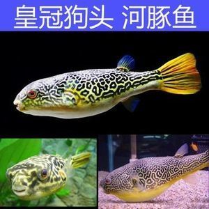 皇冠狗頭魚水溫（如何處理皇冠狗頭魚的白點(diǎn)?。? title=