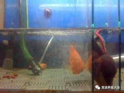 觀賞魚仰泳（觀賞魚仰泳可能由多種因素引起失鰾癥、喂食不當(dāng)、水環(huán)境） 紅尾平克魚 第3張