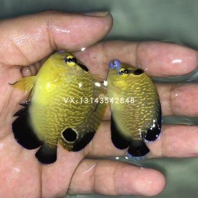 大日玉鯖魚(yú)（大日玉鯖魚(yú)是一種日本金魚(yú)品種，又名玉鯖尾、鯖尾、鯖尾）