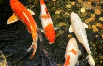 觀賞魚養(yǎng)什么魚賺錢（觀賞魚養(yǎng)殖技術(shù)、市場需求以及養(yǎng)殖技術(shù)、市場需求）