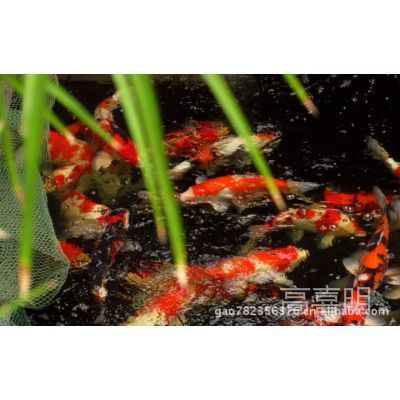 觀賞魚哪種魚好養(yǎng)（淡水觀賞魚的選擇與養(yǎng)護(hù)指南熱帶觀賞魚的養(yǎng)護(hù)指南） 國產(chǎn)元寶鳳凰魚 第3張