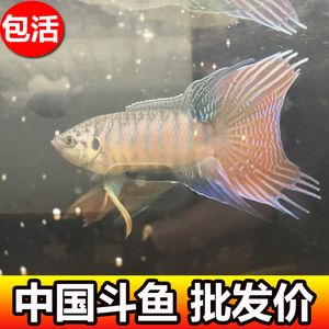 淡水魚觀賞魚 七彩（七彩神仙魚是一種美麗且富有觀賞價值的淡水觀賞魚）