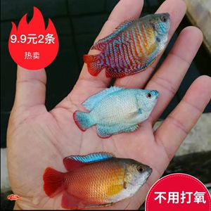 淡水魚觀賞魚 七彩（七彩神仙魚是一種美麗且富有觀賞價值的淡水觀賞魚）