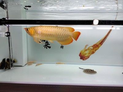 高密度飼養(yǎng)觀賞魚（高密度飼養(yǎng)觀賞魚是一種常見的養(yǎng)魚方式但存在一些挑戰(zhàn)和注意事項）