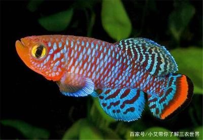 觀賞魚眼睛全黑正常嗎視頻（觀賞魚眼睛全黑是否正常觀賞魚眼睛全黑是否正常） 綠皮皇冠豹魚 第3張