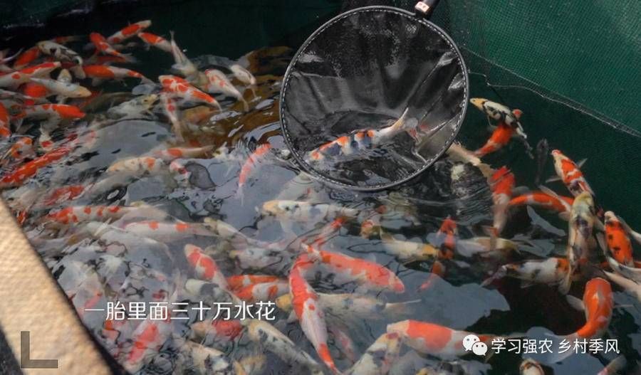 觀賞魚(yú)賺錢(qián)嗎（觀賞魚(yú)養(yǎng)殖是否賺錢(qián)取決于多個(gè)因素包括但不限于成本） 紅白錦鯉魚(yú) 第4張