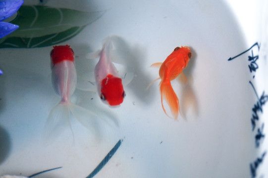 觀賞魚(yú)白魚(yú)寓意（白魚(yú)在古代文化中的象征意義） 丹頂錦鯉魚(yú) 第1張