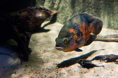 觀賞魚(yú)頻繁死亡什么原因 水族品牌 第4張