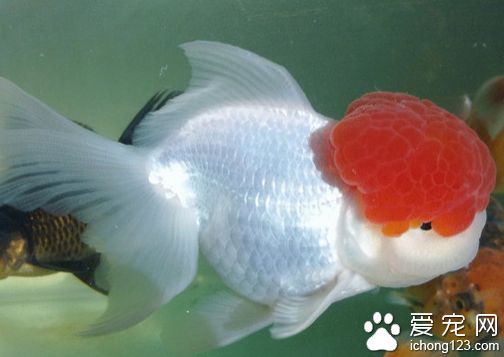 觀賞魚(yú)金魚(yú)可以吃嗎視頻（觀賞魚(yú)與食用魚(yú)的區(qū)別） 祥龍超血紅龍魚(yú) 第1張