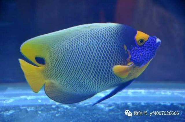 觀賞魚(yú)大眼病怎么治最有效（觀賞魚(yú)大眼病怎么治療） 廣州孟吉爾 第3張