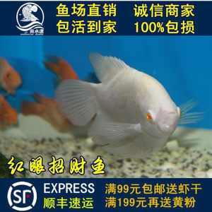 觀賞魚紅眼睛的是什么魚（全球紅眼睛魚種類大盤點(diǎn)）