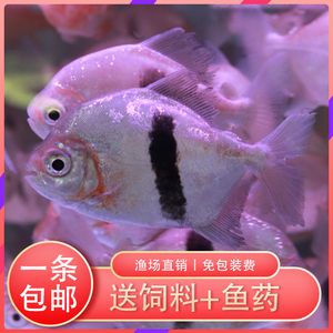 黑桃a魚和粗線哪個好（黑桃a銀板和粗線魚的區(qū)別） 黃吉金龍（白子金龍魚） 第1張