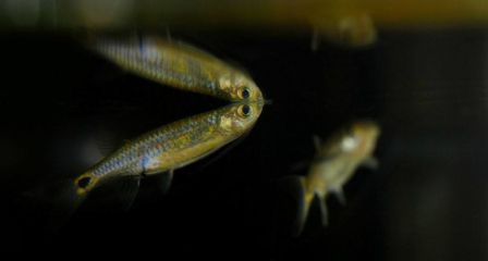 北美本土觀賞魚(yú)（北美本土觀賞魚(yú)介紹） 白子球鯊魚(yú) 第3張