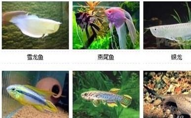 海水觀賞魚種類介紹（海水觀賞魚養(yǎng)護秘籍） 森森魚缸 第1張