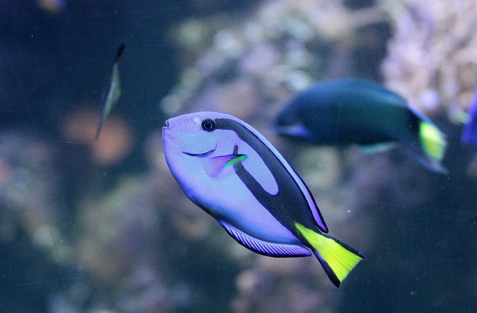 海水觀賞魚種類介紹（海水觀賞魚養(yǎng)護秘籍） 森森魚缸 第4張