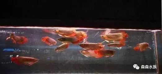 飛鳳魚混養(yǎng)最佳搭配圖（“飛鳳魚混養(yǎng)最佳搭配圖”無法直接展示最佳搭配效果） 野生埃及神仙魚 第4張