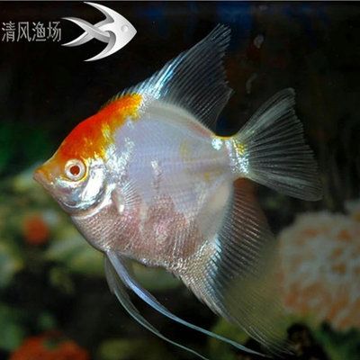 淡水觀賞魚(yú)排行榜前十名品種有哪些（淡水觀賞魚(yú)排行榜前十名的觀賞魚(yú)排行榜前十名的品種） 鸚鵡魚(yú) 第1張