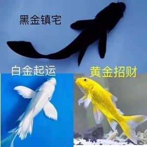 觀賞魚養(yǎng)一條黑魚什么說法?。B(yǎng)一條黑魚在風水學上被認為是可以守財，而在實際飼養(yǎng)中） 森森魚缸 第1張