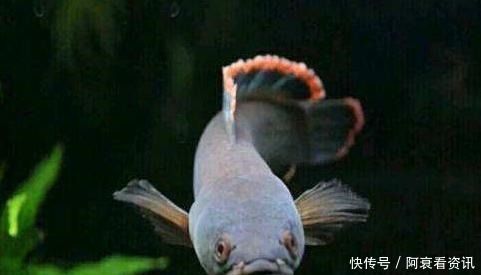 觀賞魚養(yǎng)一條黑魚什么說法?。B(yǎng)一條黑魚在風水學上被認為是可以守財，而在實際飼養(yǎng)中） 森森魚缸 第3張