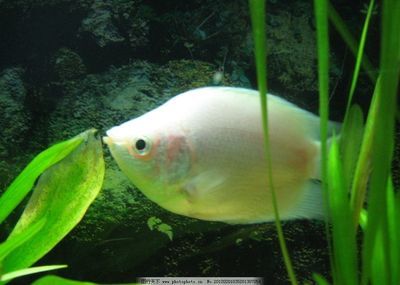 好看的淡水觀賞魚排行榜（淡水觀賞魚排行榜） 白寫錦鯉魚 第1張