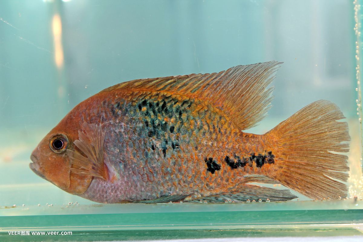 好看的淡水觀賞魚排行榜（淡水觀賞魚排行榜） 白寫錦鯉魚 第3張