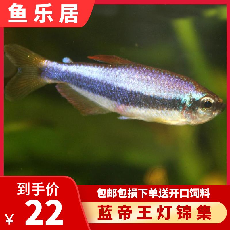 紅色熱帶觀賞魚品種（熱帶觀賞魚品種鑒別熱帶觀賞魚品種需要一定的專業(yè)知識(shí)和實(shí)踐經(jīng)驗(yàn)） 祥龍進(jìn)口元寶鳳凰魚 第3張