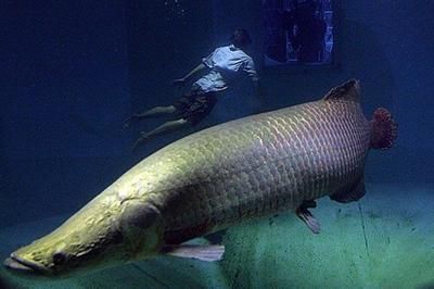 海象魚的資料（海象魚是一種大型淡水魚是一種生活在北極海域的大型哺乳動物）