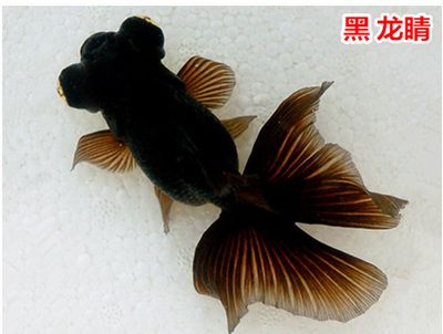 觀賞魚技巧（根據(jù)搜索結(jié)果整理的一些觀賞魚養(yǎng)護(hù)的技巧）