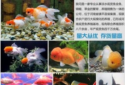 觀賞魚賣不出去（觀賞魚產(chǎn)業(yè)的發(fā)展趨勢） 帝王三間魚 第4張