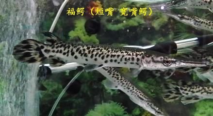 觀賞魚 白色長嘴（淡水與海水觀賞魚的區(qū)別）