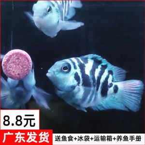 廣東觀賞魚(yú)運(yùn)輸公司（東莞市澤海進(jìn)出口有限公司提供觀賞魚(yú)運(yùn)輸服務(wù)的公司） 白子銀龍魚(yú)苗 第3張