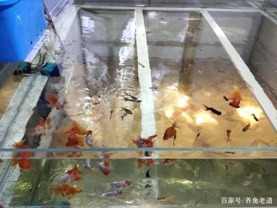 各類觀賞魚的飼養(yǎng)時(shí)間（觀賞魚的飼養(yǎng)時(shí)間） 埃及神仙魚 第1張