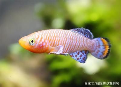 海水觀賞魚水溫（水族箱溫度控制系統(tǒng)的設(shè)計(jì)）