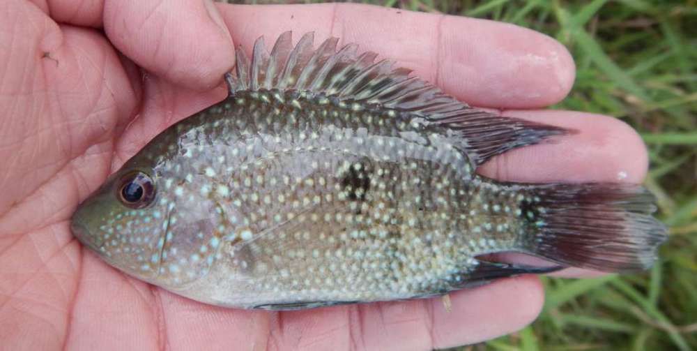 海南能抓到哪些觀賞魚類（海南旅游攻略之海南篇）