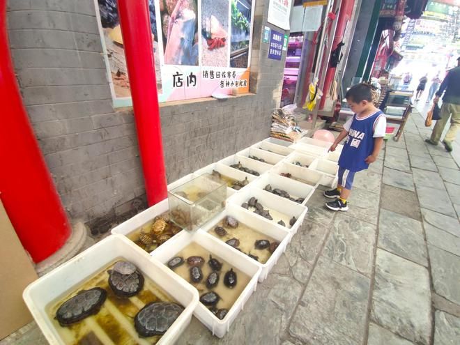 觀賞魚去哪買（觀賞魚養(yǎng)殖技術(shù)入門）